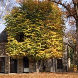 Red pine grove, North Woods, Storm King Art Center, 2001