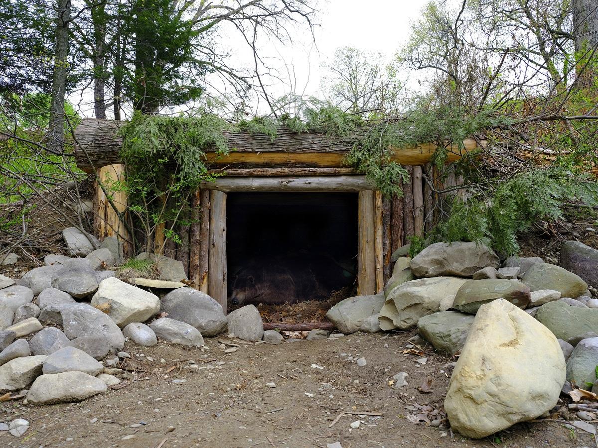 Mark Dion<i>, Grotto of the Sleeping Bear</i>, 1997/2019 (installation view, 2019)