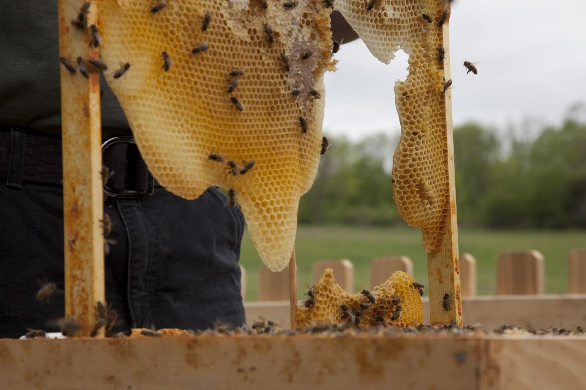 Peter Coffin, <i>Untitled (Bees Making Honey)</i>, 2012 (installation view, 2012)