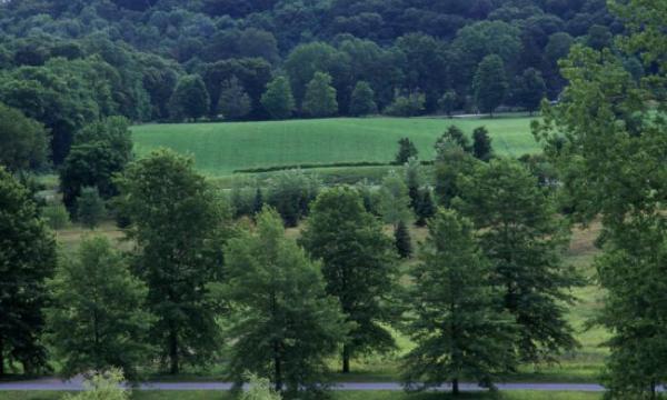 Pin Oaks, Bunny Road, Storm King Art Center