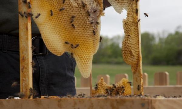 Peter Coffin, <i>Untitled (Bees Making Honey)</i>, 2012 (installation view, 2012)