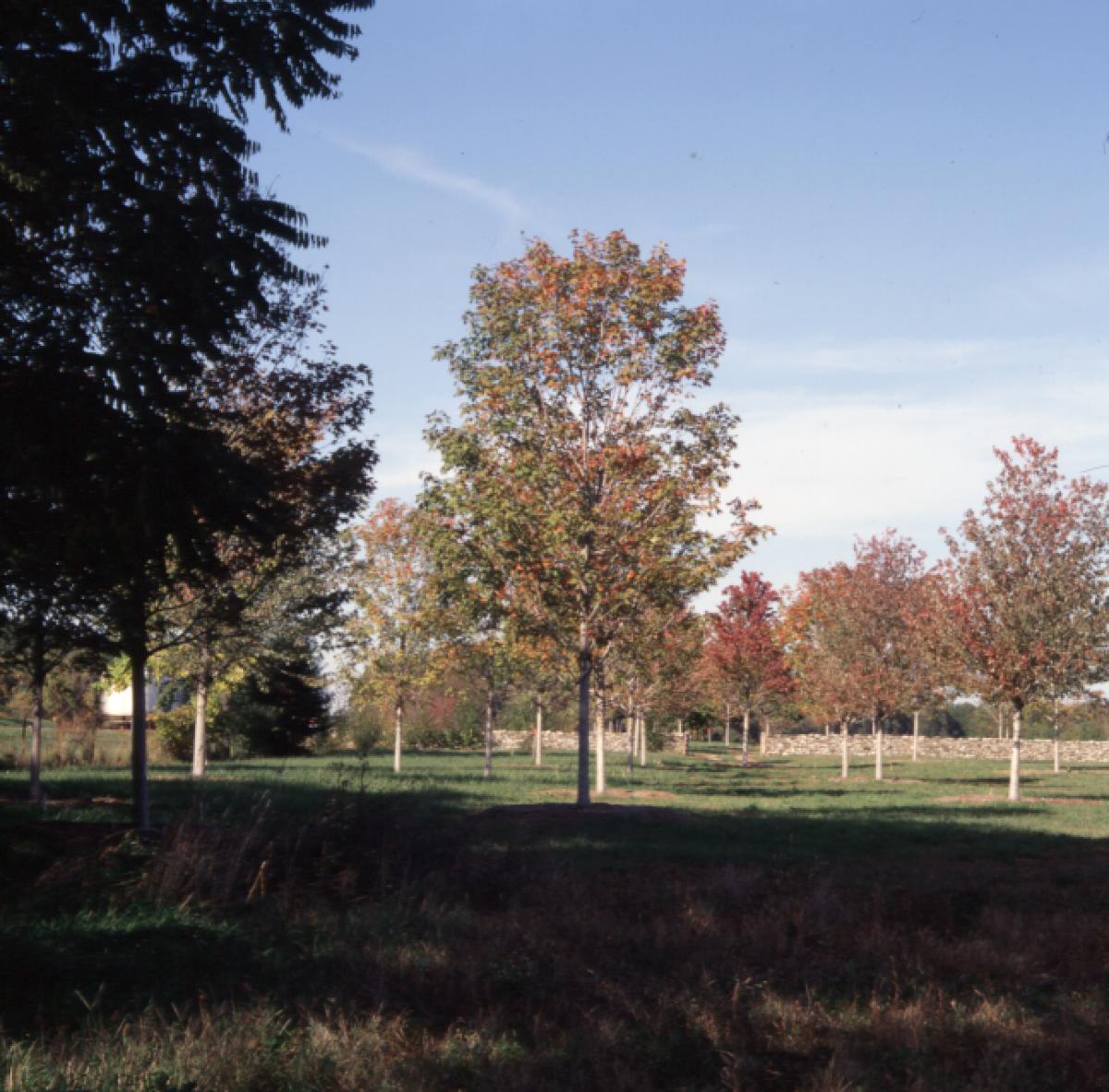 Maple, south of Storm King Wall, Storm King Art Center