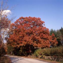 European Birch, Storm King Art Center, 2001