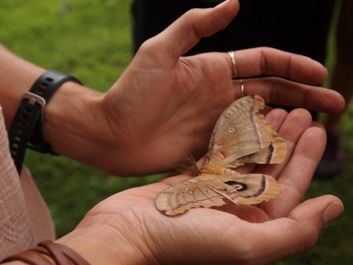 <em>Art of scientific observation, moth,</em> 2018