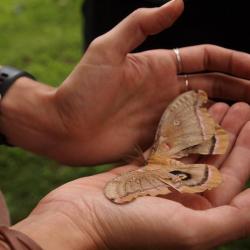 <em>Art of scientific observation, moth,</em> 2018