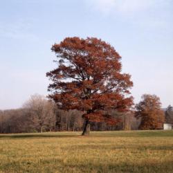 Red Oak, Storm King Art Center, 2001