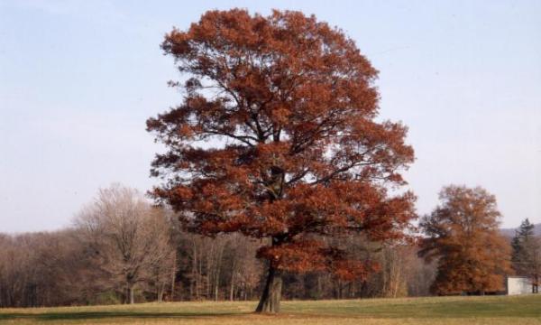 White Oak, Storm King Art Center, 2001