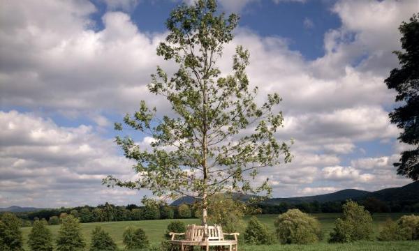 Oak, Ottaway Memorial, Storm King Art Center, 2001