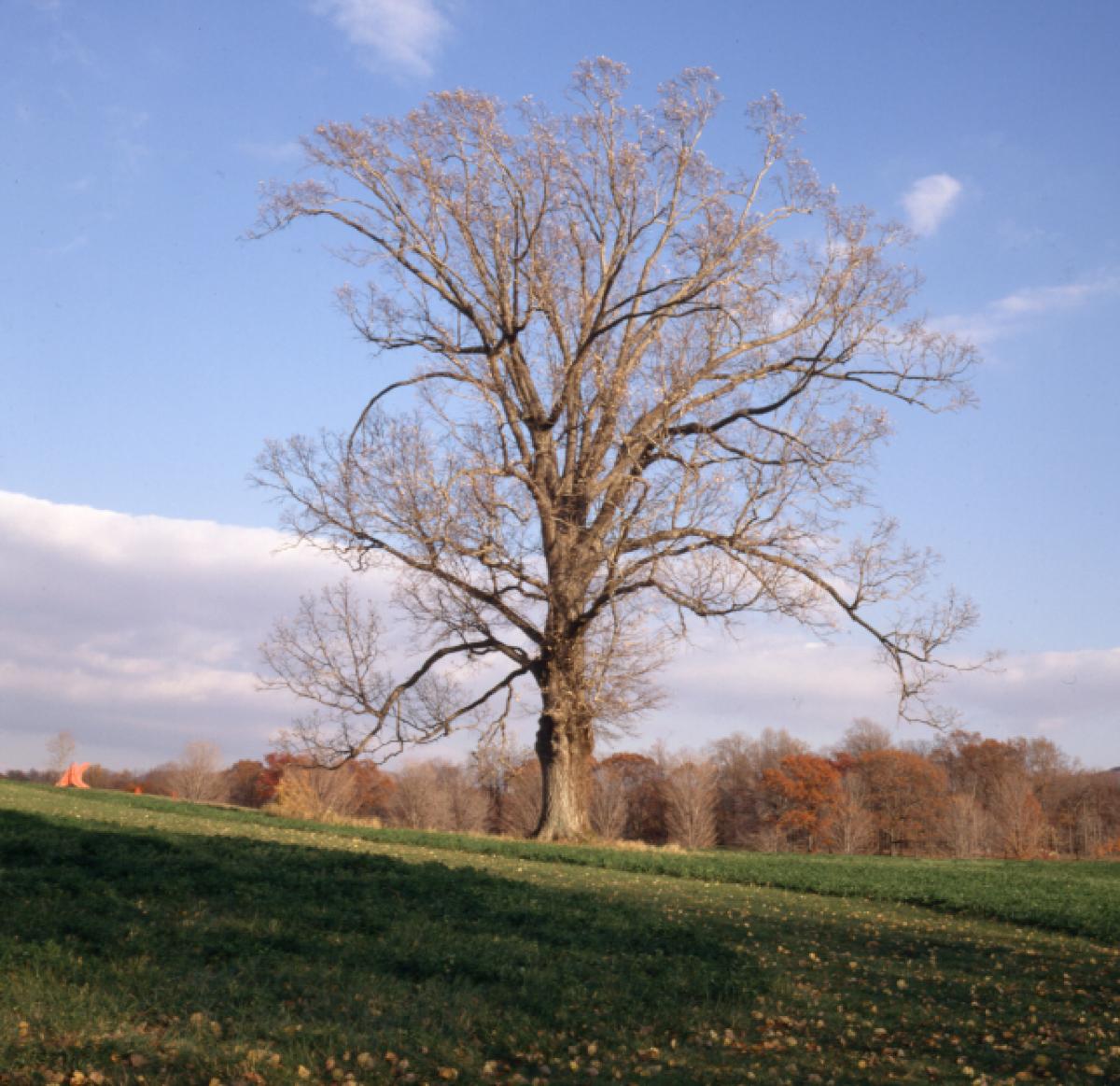 Red Oak, Storm King Art Center, 2001