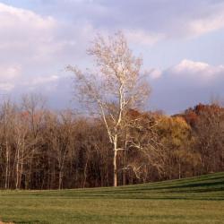 White Oak, Storm King Art Center, 2001