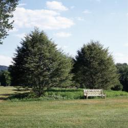 Allée, Storm King Art Center, 2010