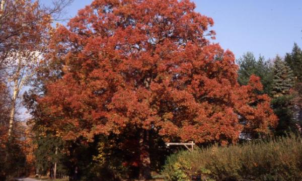 Oak, Old Pleasant Hill Road, Storm King Art Center, 2001