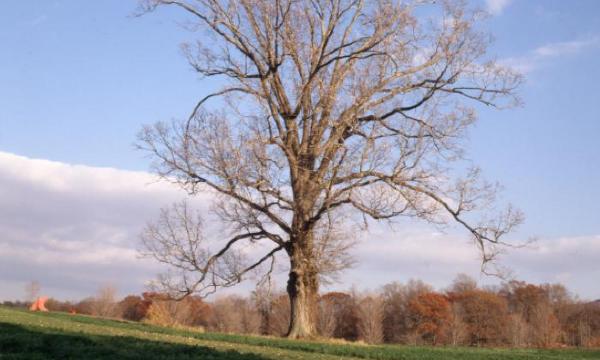 Red Oak, Storm King Art Center, 2001