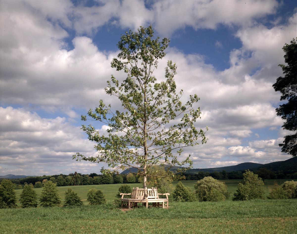 Oak, Ottaway Memorial, Storm King Art Center, 2001