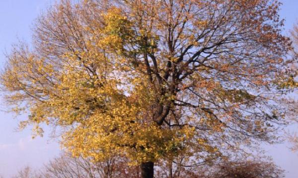 Norway Maple, East Parking, Storm King Art Center, 2001