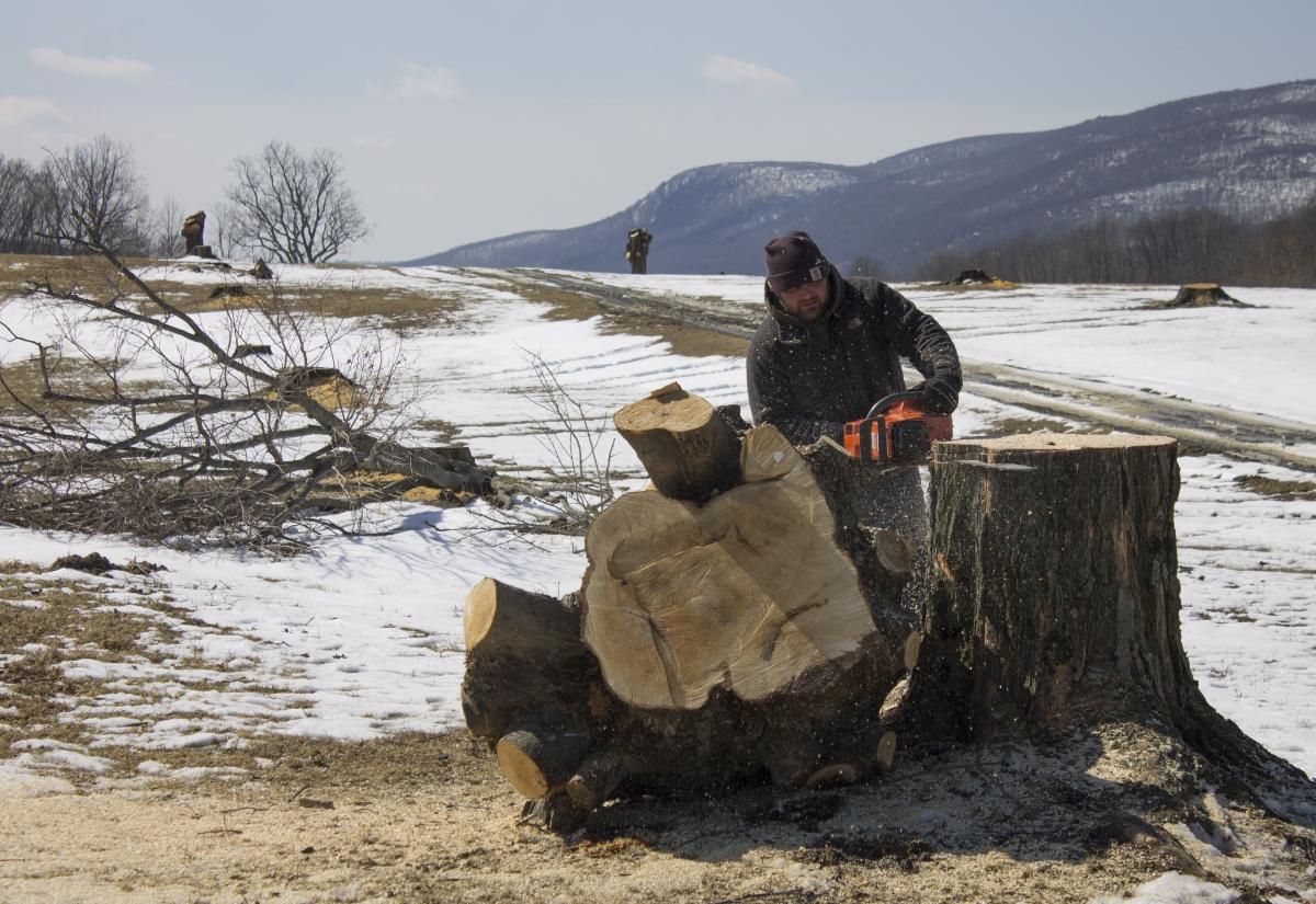 Maple All&eacute;e tree removal, Storm King Art Center, 2019