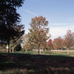 Oak, Old Pleasant Hill Road, Storm King Art Center, 2001