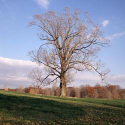 Maple Allée, Storm King Art Center, 1995