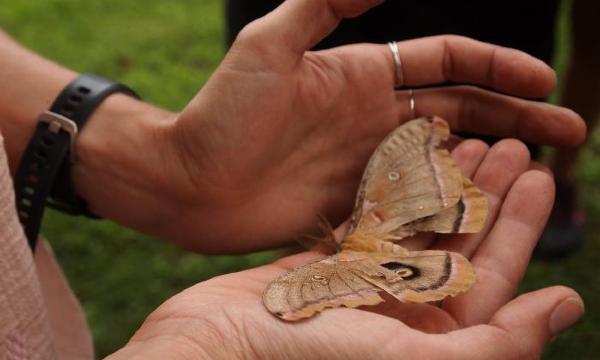 <em>Art of scientific observation, moth,</em> 2018