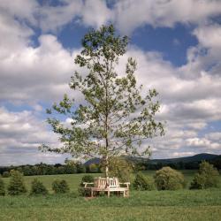 Maple Allée, Storm King Art Center, 2010