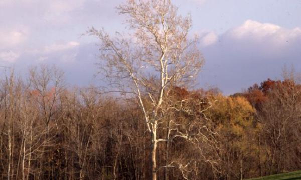 European Birch, Storm King Art Center, 2001