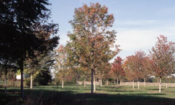 Maple, south of Storm King Wall, Storm King Art Center