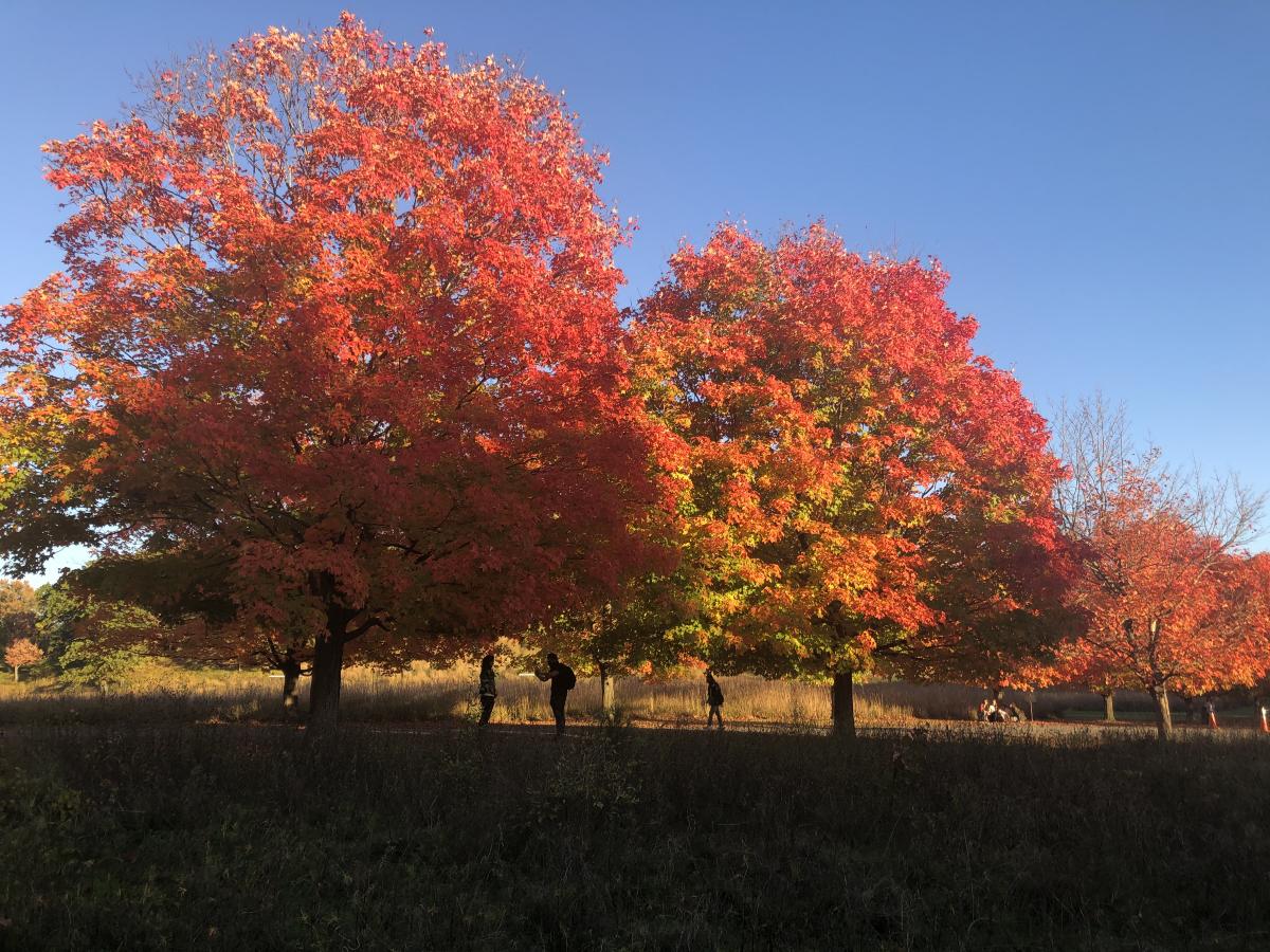 Maple All&eacute;e, Storm King Art Center, 2018