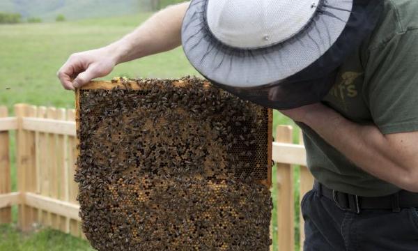 Untitled (Bees Making Honey)