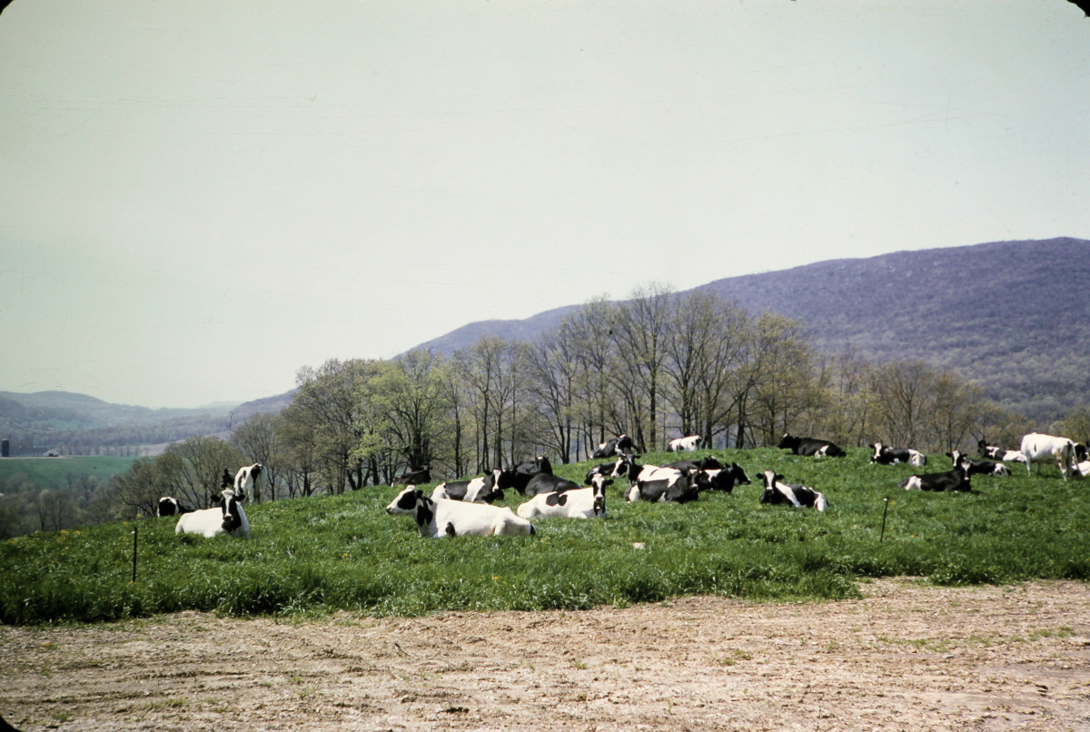 Glenoden Farms, Mountainville, N.Y.