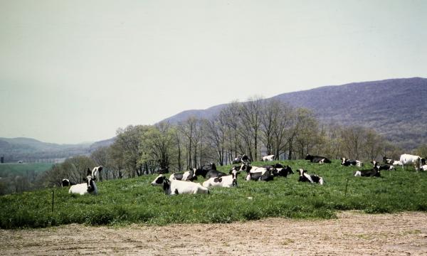 Glenoden Farms, Mountainville, N.Y.