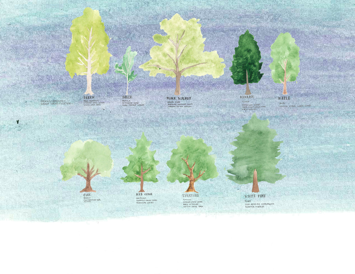 Museum Hill Tree Map, Storm King Art Center, 2020