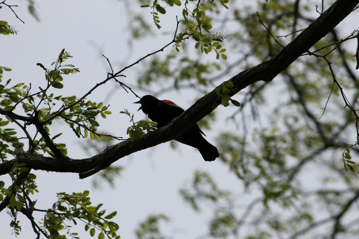 Red-breasted Blackbird