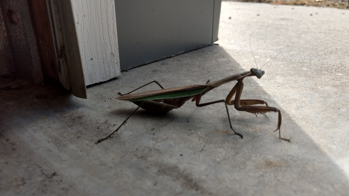 Praying Mantis, Storm King Art Center
