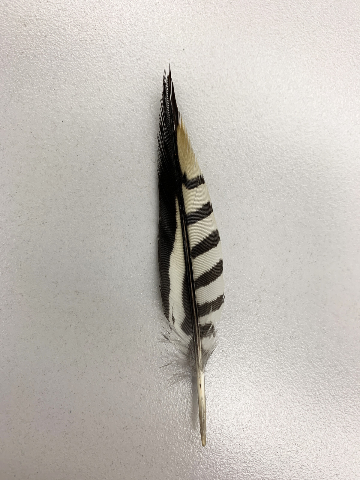Feather, Storm King Art Center