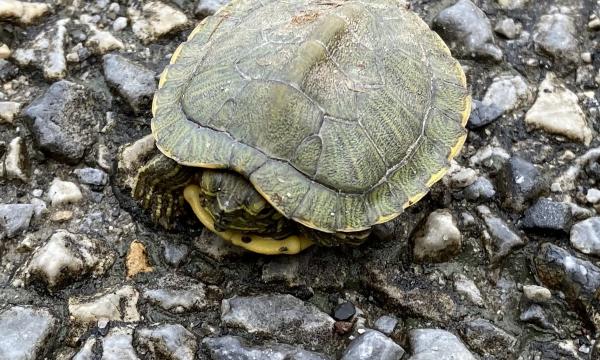 Turtle, Storm King Art Center