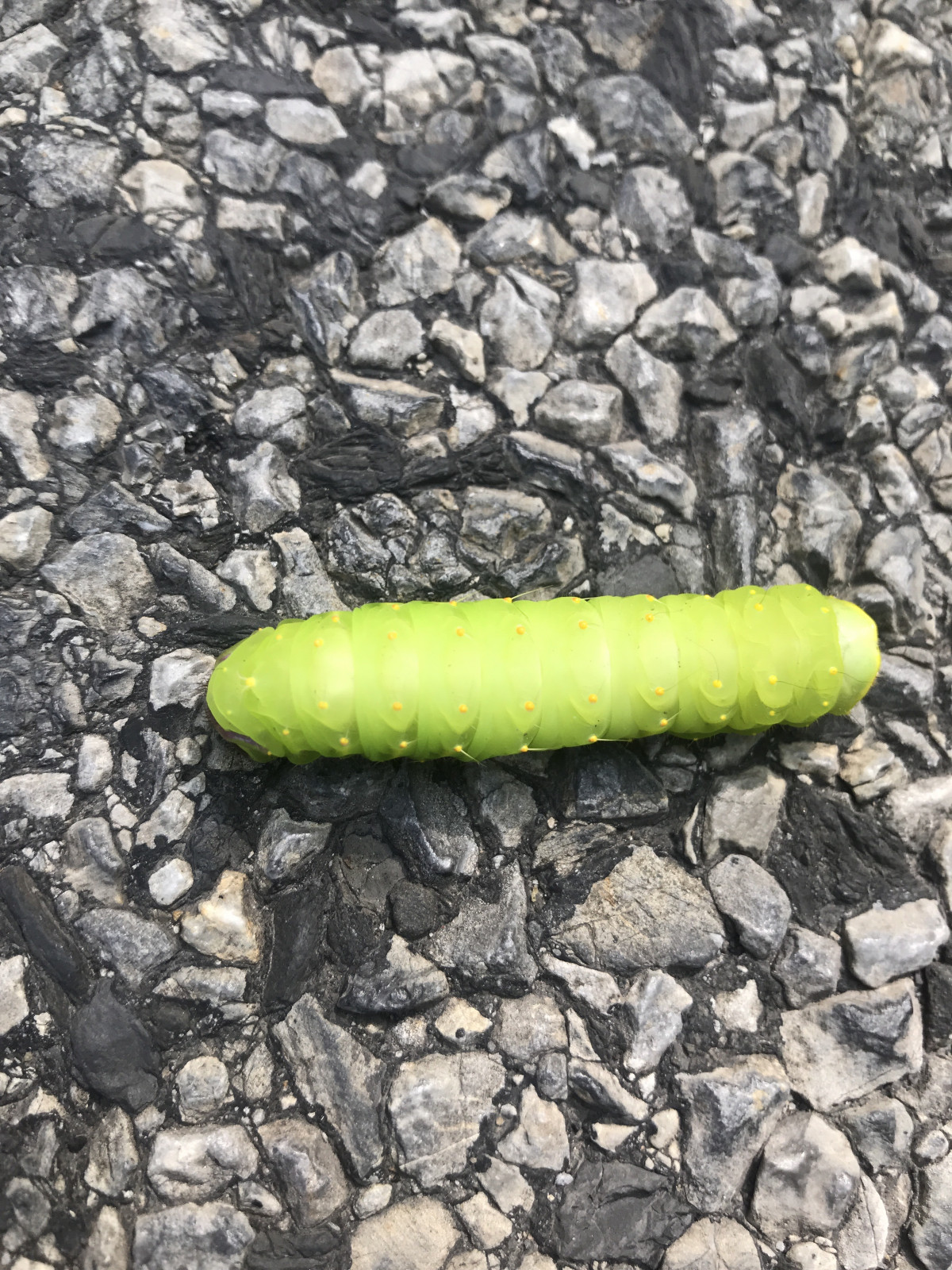 Green caterpillar, Storm King Art Center