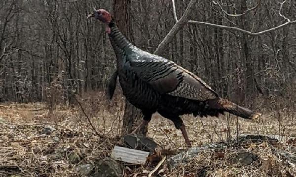 Wild Turkey, Storm King Art Center