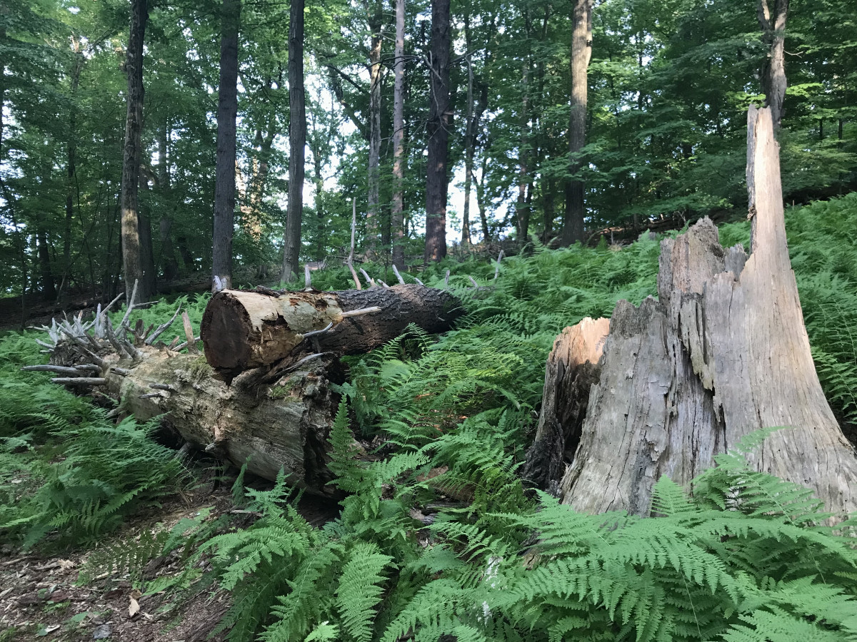 Ferns in forest, Storm King Art Center
