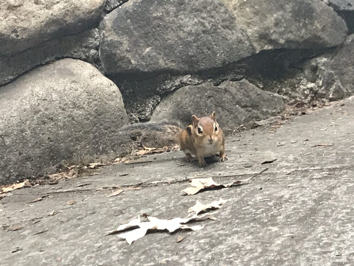 Chipmunk, Storm King Art Center