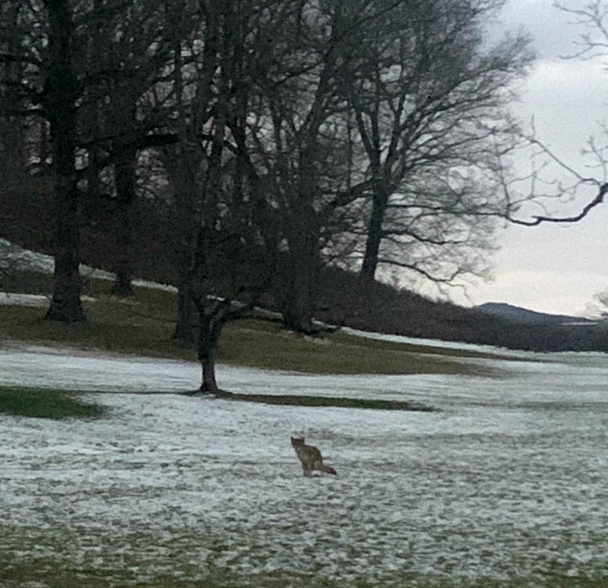 Coyote, Storm King Art Center
