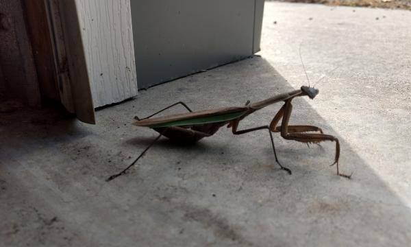 Praying Mantis, Storm King Art Center