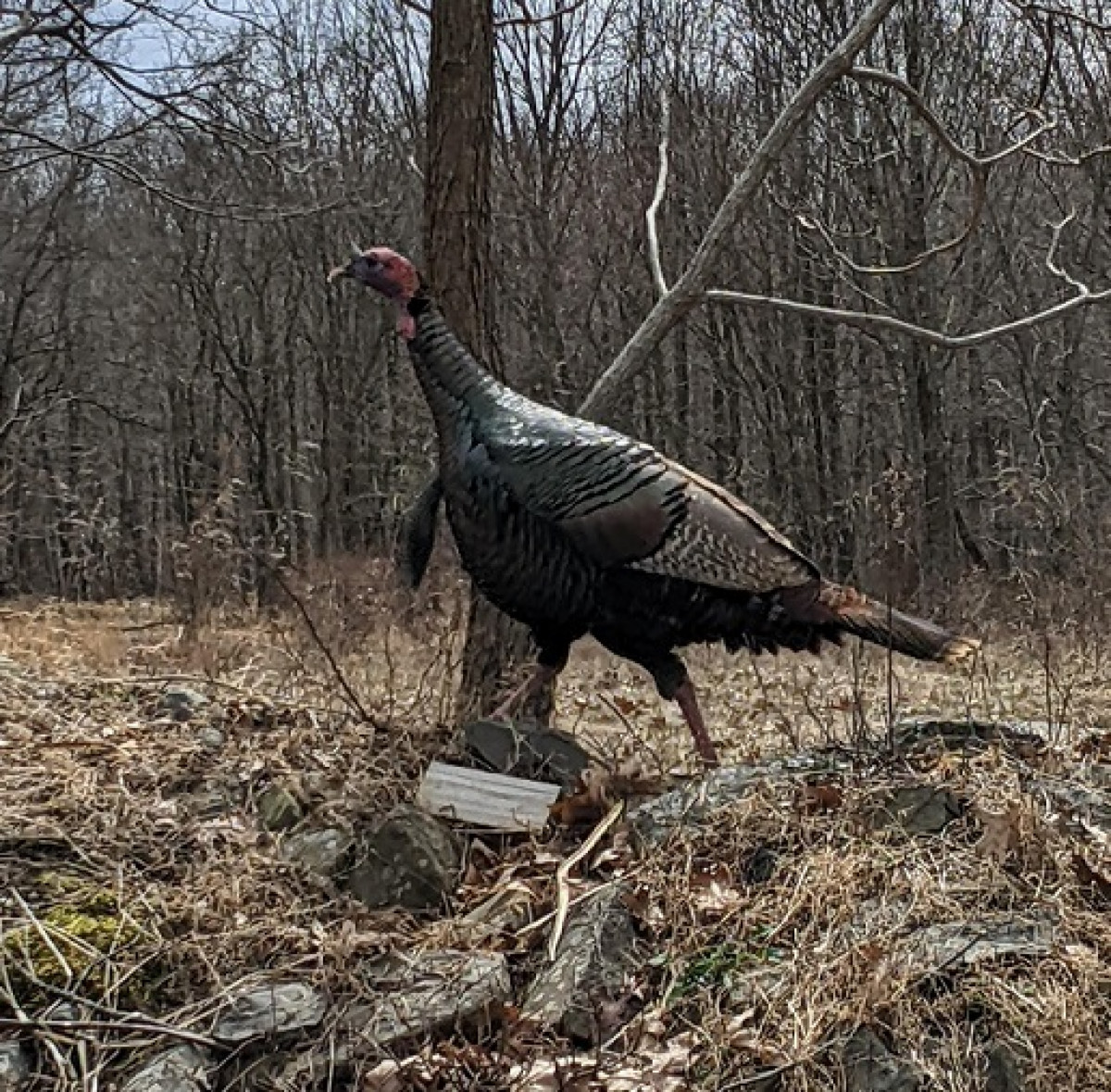Wild Turkey, Storm King Art Center