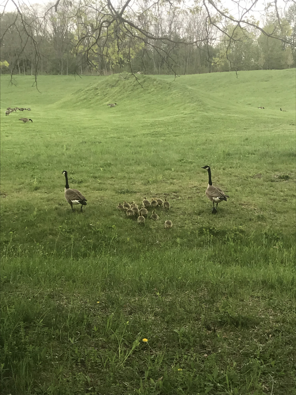 Maya Lin, <em>Storm King Wavefield</em>, 2007-08 with geese, Storm King Art Center