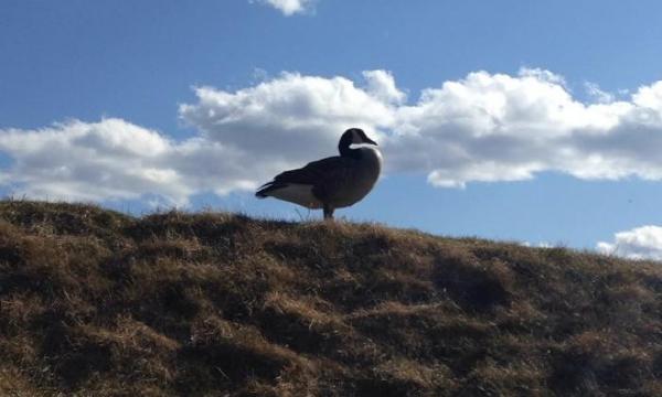 Goose, Storm King Art Center, 2015