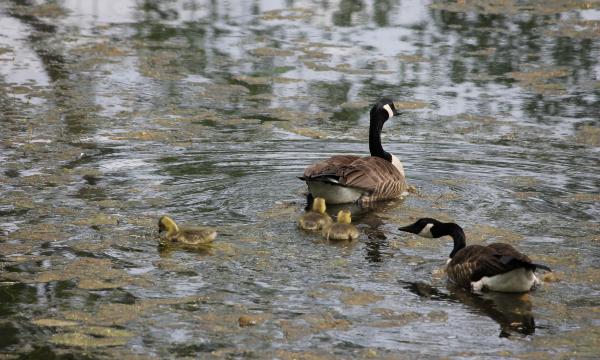 Geese, Storm King Art Center, 2013