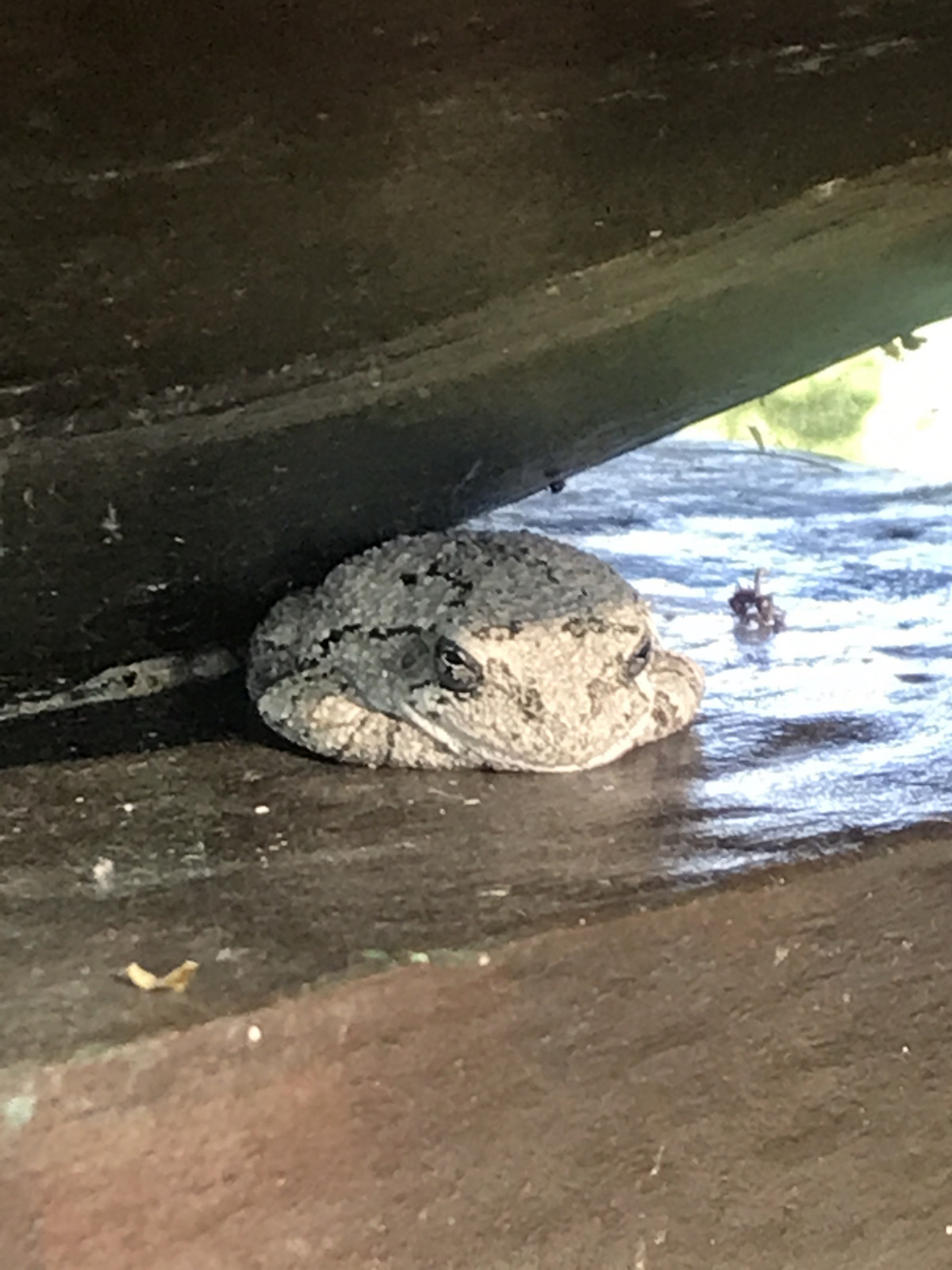Frog, Storm King Art Center
