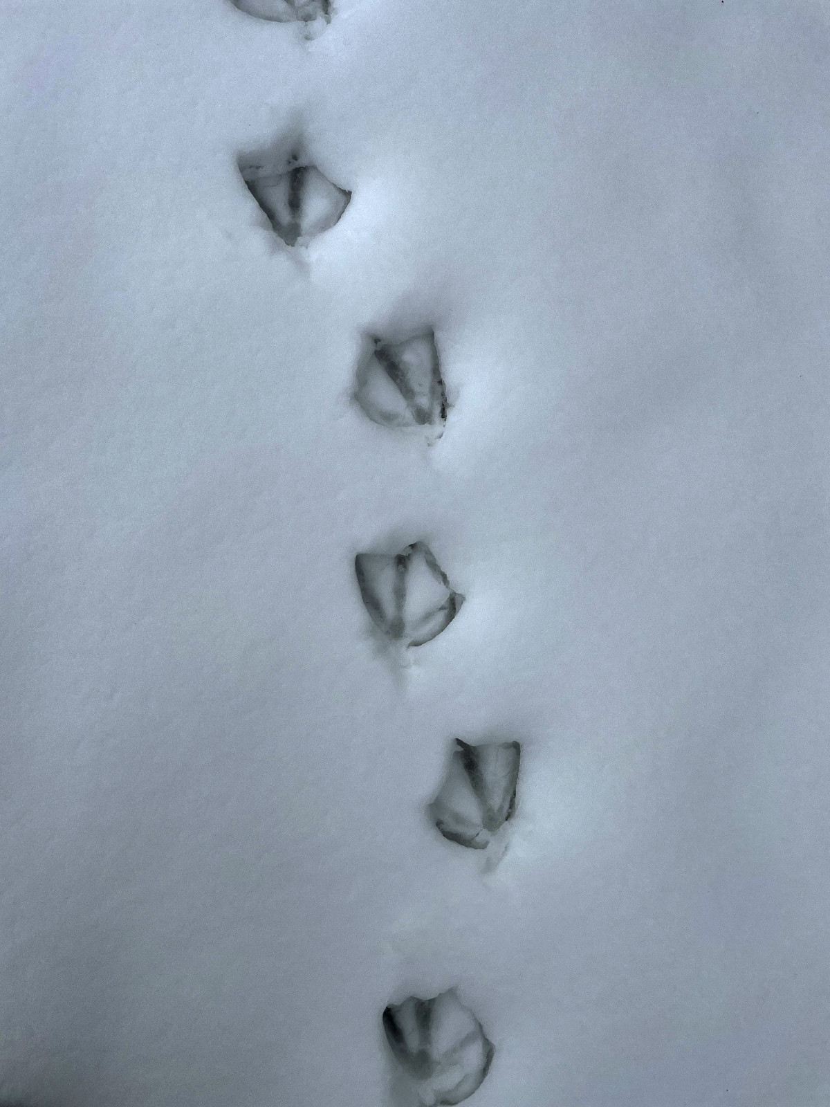 Duck tracks, Storm King Art Center