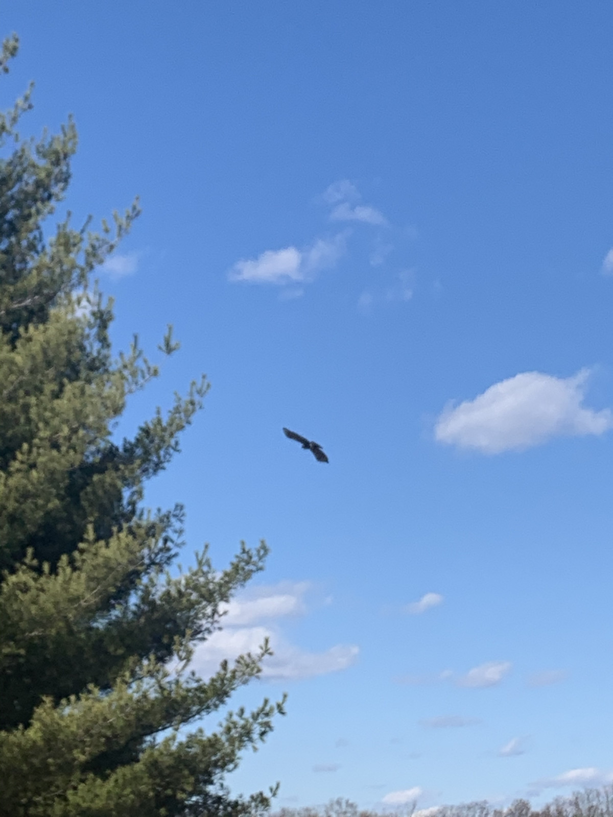 Hawk, Storm King Art Center