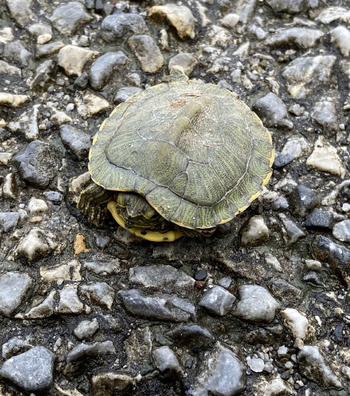 Turtle, Storm King Art Center