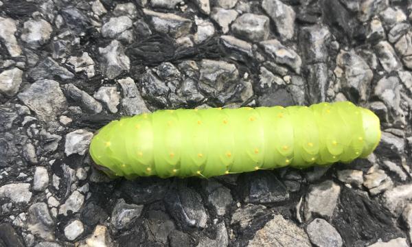 Green caterpillar, Storm King Art Center